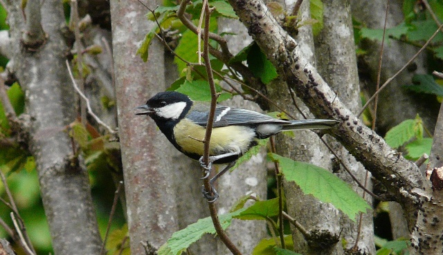 oiseau2.jpg