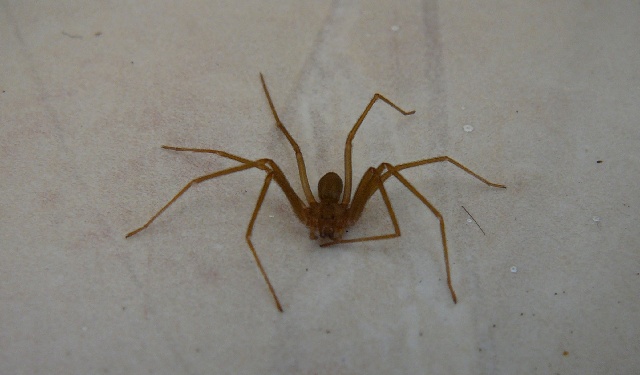 spider.jpg