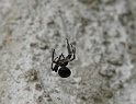 araigné