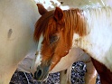 cheval