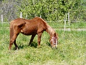cheval2
