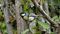 oiseau2