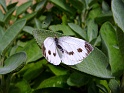 papillion