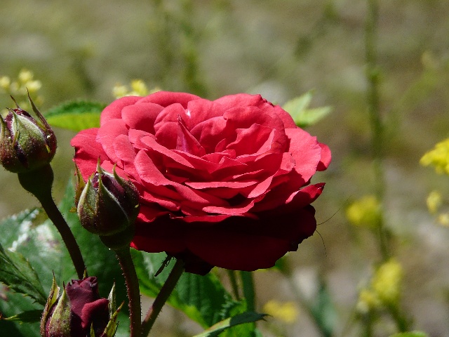 P1050045.JPG