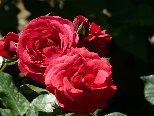 P1050046.JPG