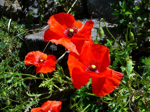 coquelicot2.jpg
