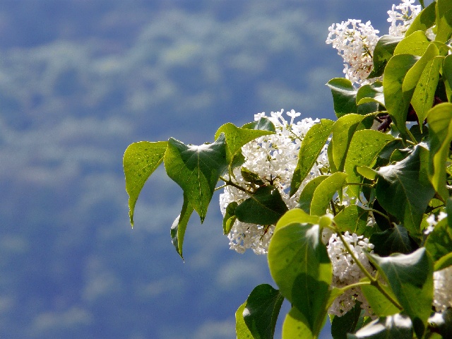 fleur.jpg
