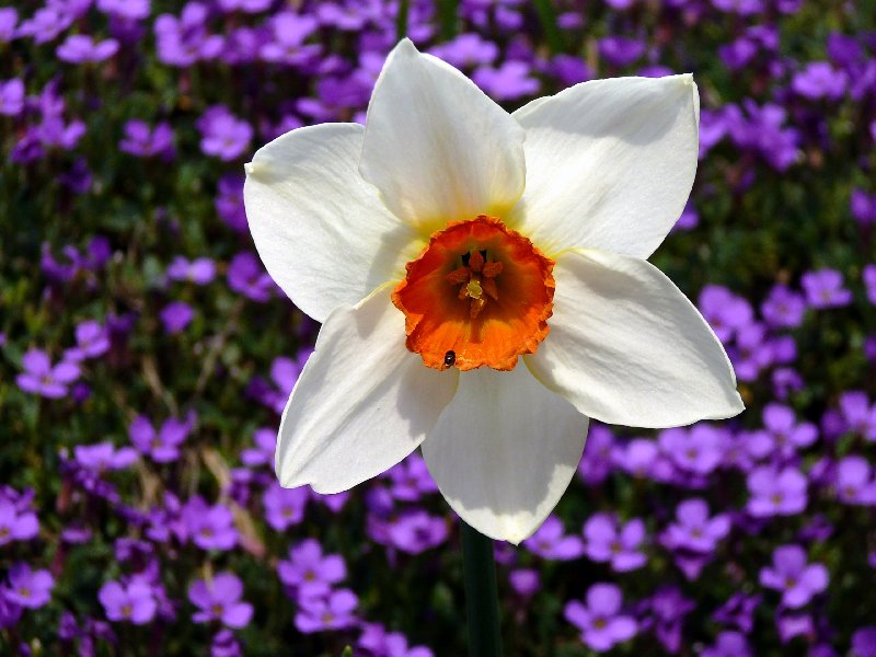 fleur2.jpg