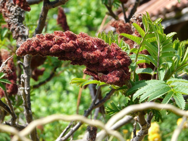 grapes.jpg