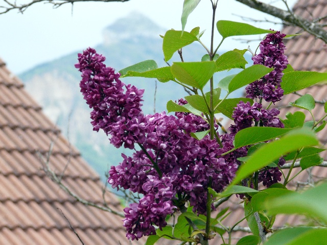 lilassurvue.jpg