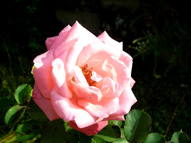rose.jpg
