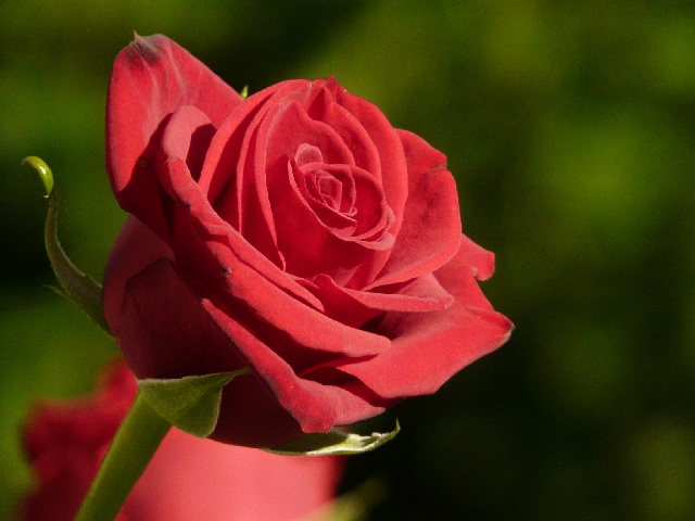 rose1.jpg