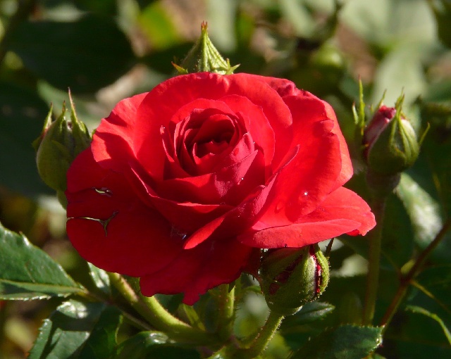 rose2goute.jpg