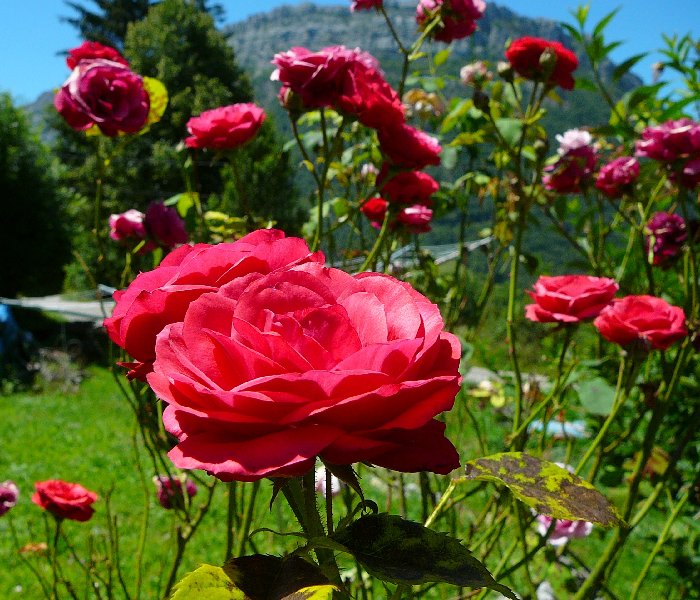 roses.jpg