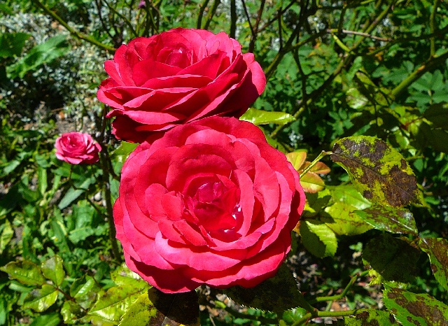 rosesro.JPG