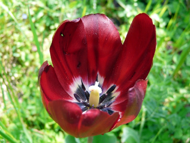 tulipes.jpg