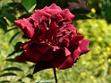 P1050048