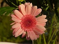 P1050527