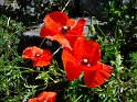 coquelicot2