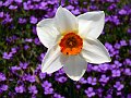 fleur2