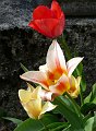 fleures