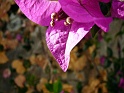 fleuresp