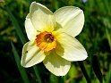 fleurjaune