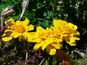 fleurjaunes