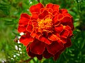 fleurrs