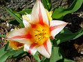 fleurs3