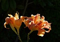 lys