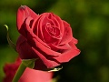 rose1