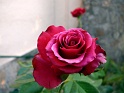 roseespagne