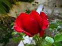 rosegoutte