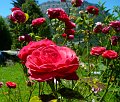 roses