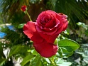 rosetoile