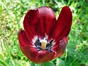 tulipes