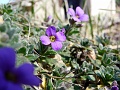 violette1