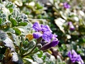 violette2