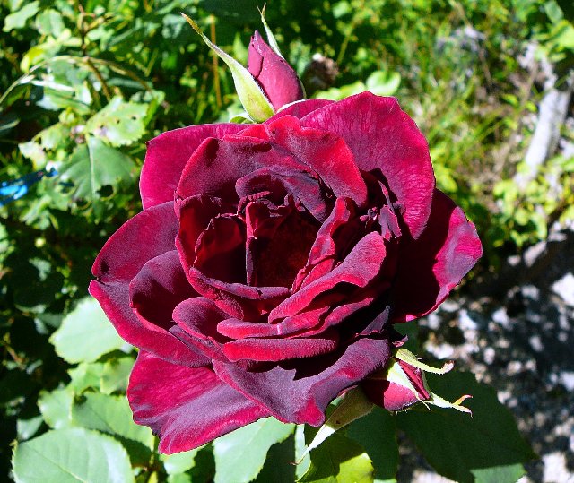rosee.jpg