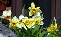 fleursjaunes