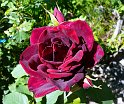rosee