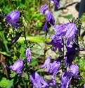 Fleurs